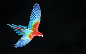 Red-and-green macaw (Ara chloropterus) in flight, Pantanal, Brazil. August Red-and-green macaw (Ara chloropterus) in flight, Pantanal, Brazil. August