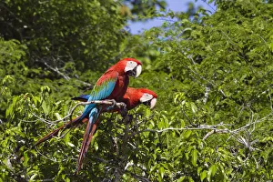 Red-and-green Macaws (Ara chloroptera) in rainforest, Tambopata National Reserve, Peru Red-and-green Macaws (Ara chloroptera) in rainforest, Tambopata National Reserve, Peru