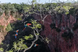Red-and-green macaws (Ara chloropterus) perched and in flight over Buraco das Araras Red-and-green macaws (Ara chloropterus) perched and in flight over Buraco das Araras