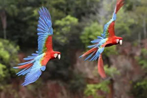 Red-and-green macaws (Ara chloropterus) pair in flight over forest canopy. Buraco das Araras Red-and-green macaws (Ara chloropterus) pair in flight over forest canopy. Buraco das Araras