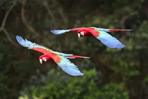 Red-and-green macaws (Ara chloropterus) in flight over forest canopy Red-and-green macaws (Ara chloropterus) in flight over forest canopy