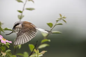 Red-backed shrike (Lanius collurio) adult male taking off, Lower Saxony, Germany, June Red-backed shrike (Lanius collurio) adult male taking off, Lower Saxony, Germany, June
