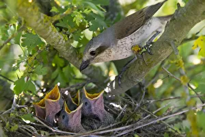 Red-backed shrike (Lanius collurio), female with chicks gaping, begging for food Red-backed shrike (Lanius collurio), female with chicks gaping, begging for food