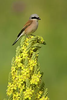Images Dated 29th May 2008: Red-backed shrike male (Lanius collurio) perched on Denseflower mullein (Verbascum