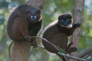 Red-bellied Lemur (Eulemur rubriventer) pair, Ialasatra, Madagascar Red-bellied Lemur (Eulemur rubriventer) pair, Ialasatra, Madagascar