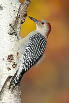 Images Dated 21st September 2010: Red-bellied Woodpecker (Melanerpes carolinus), female perched on birch trunk in autumn