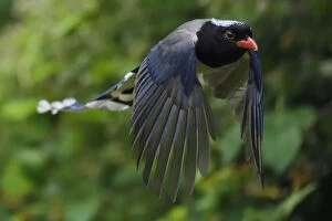 Crows And Jays Gallery: Red Billed Blue Magpie Collection