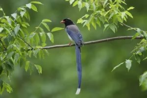 Crows And Jays Gallery: Red Billed Blue Magpie Collection