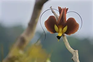 Red Bird-of-Paradise (Paradisaea rubra) male performing practice display at tree-top lek Red Bird-of-Paradise (Paradisaea rubra) male performing practice display at tree-top lek