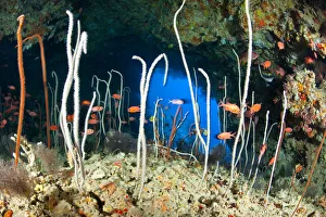 Phyllostomidae Gallery: Parvidens Collection