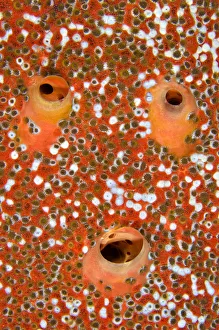 Red Sponge (Porifera), Trinidad, Caribbean Sea available as Framed Prints,  Photos, Wall Art and Photo Gifts