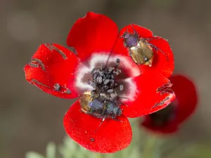 Red bowled anemone (Anemone bucharica) with dark stamens and patterns on petal bases Red bowled anemone (Anemone bucharica) with dark stamens and patterns on petal bases