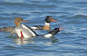 Red-breasted Mergansers (Mergus serrator) male in foreground performing courtship Red-breasted Mergansers (Mergus serrator) male in foreground performing courtship