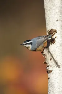 Images Dated 18th November 2009: Red-breasted Nuthatch (Sitta canadensis), male clinging in its typical head-downward