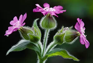 Caryophyllales Gallery: Red Campion (Silene dioica) against shaded background in deciduous woodland, Berwickshire
