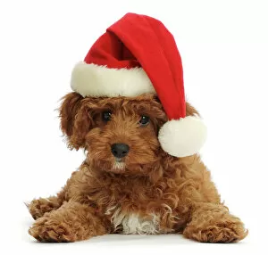 Santa Collection: Red Cavapoo puppy wearing a Father Christmas hat