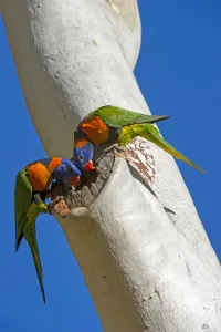 Red-collared lorikeet (Trichoglossus rubritorquis) pair examining hole in Eucalyptus Red-collared lorikeet (Trichoglossus rubritorquis) pair examining hole in Eucalyptus