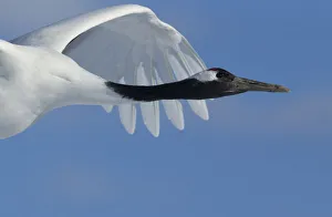 Red-crowned Crane (Grus japonensis) in flight, Hokkaido, Japan, February Red-crowned Crane (Grus japonensis) in flight, Hokkaido, Japan, February