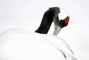Red-crowned Crane (Grus japonensis) preening in snow, Hokkaido, Japan, February Red-crowned Crane (Grus japonensis) preening in snow, Hokkaido, Japan, February