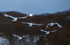 Red-crowned Cranes (Grus japonicus) flying at twilight, Hokkaido, Japan, February Red-crowned Cranes (Grus japonicus) flying at twilight, Hokkaido, Japan, February