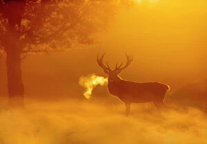 Ungulates Collection: Red deer (Cervus elaphus) backlit at dawn with visible breath. UK. October