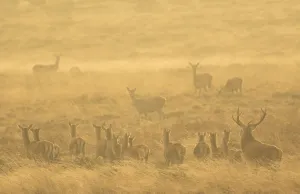 Red deer (Cervus elaphus) herd during rut in morning light. Derbyshire, England, UK Red deer (Cervus elaphus) herd during rut in morning light. Derbyshire, England, UK