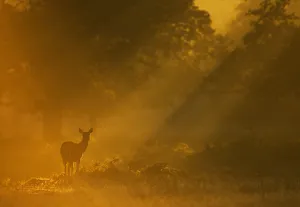 Red Deer (Cervus elaphus) hind in early morning mist. Bradgate Park, Leicestershire, UK Red Deer (Cervus elaphus) hind in early morning mist. Bradgate Park, Leicestershire, UK