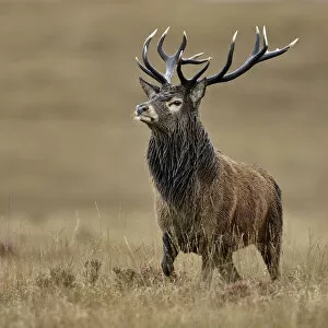Images Dated 18th September 2016: Red deer (Cervus elaphus) male stag roaring portrait, rut season, Jura, Scotland