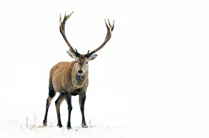 Red Deer (Cervus elaphus) male standing in snow. The Netherlands, January Red Deer (Cervus elaphus) male standing in snow. The Netherlands, January