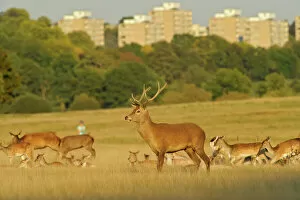 Images Dated 30th September 2011: Red deer (Cervus elaphus) in Richmond Park with Roehampton Flats in background, London