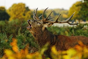 Images Dated 3rd October 2014: Red deer (Cervus elaphus) stag bellowing. Surrey, UK, October