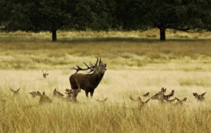 Images Dated 25th September 2014: Red deer (Cervus elaphus) stag bellowing, surrounded by hinds, Surrey, UK, September