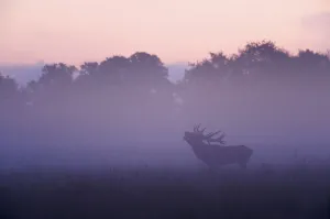 Red deer (Cervus elaphus) stag calling during rut, light mist at sunrise, Klampenborg Dyrehaven Red deer (Cervus elaphus) stag calling during rut, light mist at sunrise, Klampenborg Dyrehaven