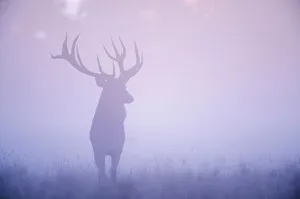 Red deer (Cervus elaphus) stag in mist, Klampenborg Dyrehaven, Denmark, September 2008 Red deer (Cervus elaphus) stag in mist, Klampenborg Dyrehaven, Denmark, September 2008