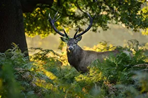 Red deer (Cervus elaphus) stag standing in bracken. London, UK. September Red deer (Cervus elaphus) stag standing in bracken. London, UK. September
