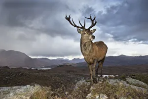 Red deer (Cervus elaphus) stag in upland landscape. Lochcarron, Highlands, Scotland, UK Red deer (Cervus elaphus) stag in upland landscape. Lochcarron, Highlands, Scotland, UK