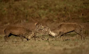Two Red deer (Cervus elaphus) stags fighting, Bradgate Park, Leicestershire, UK. October Two Red deer (Cervus elaphus) stags fighting, Bradgate Park, Leicestershire, UK. October