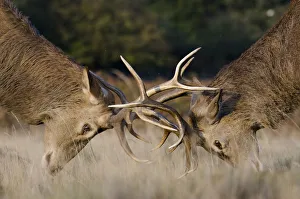 Red deer (Cervus elaphus) stags fighting during rut, Richmond Park, London, England Red deer (Cervus elaphus) stags fighting during rut, Richmond Park, London, England