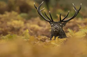 Red Deer Stag (Cervus elaphus) amongst Autumn vegetation, Bradgate Park, Leicestershire Red Deer Stag (Cervus elaphus) amongst Autumn vegetation, Bradgate Park, Leicestershire