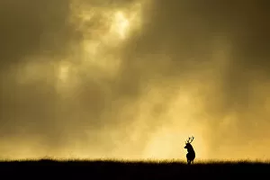 Images Dated 18th October 2014: Red deer stag (Cervus elaphus) silhouetted against sky at dusk, Cheshire, October 2014