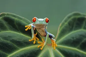 Red eyed tree frog {Agalychnis callidryas} perching on leaf, Captive Red eyed tree frog {Agalychnis callidryas} perching on leaf, Captive