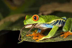Red-eyed tree frog (Agalychnis callidryas) swallowing a spider. El Arenal, Costa Rica Red-eyed tree frog (Agalychnis callidryas) swallowing a spider. El Arenal, Costa Rica