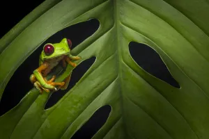 Red-eyed treefrog (Agalychnis calidryas) Costa Rica, April 2015 Red-eyed treefrog (Agalychnis calidryas) Costa Rica, April 2015