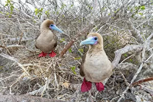 Branches Gallery: Two Red-footed booby (Sula sula) perched on branches, Genovesa Island, Galapagos Islands, Ecuador