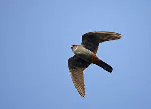 Images Dated 19th May 2008: Red-footed Falcon (Falco vespertinus) low angle shot of male in flight, Hortobagy NP