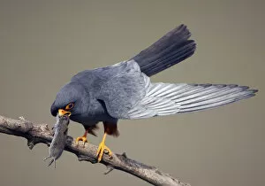 Images Dated 18th May 2008: Red-footed Falcon (Falco vespertinus) male perched with vole prey, Hortobagy NP, Hungary