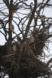 Red footed falcon (Falco vespertinus) chicks in tree in breeding colony, Bagerova Steppe Red footed falcon (Falco vespertinus) chicks in tree in breeding colony, Bagerova Steppe