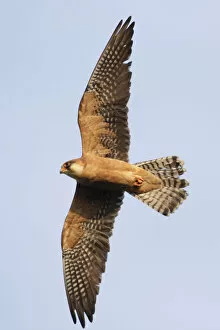 Images Dated 6th May 2009: Red footed falcon (Falco vespertinus) in flight, Danube Delta, Romania, May 2009