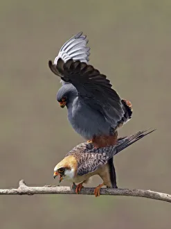 Red-footed Falcon (Falco vespertinus) mating pair, Hortobagy NP, Hungary, May 2008 Red-footed Falcon (Falco vespertinus) mating pair, Hortobagy NP, Hungary, May 2008