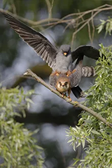 Red footed falcon (Falco vespertinus) pair mating, Danube Delta, Romania, May 2009 Red footed falcon (Falco vespertinus) pair mating, Danube Delta, Romania, May 2009